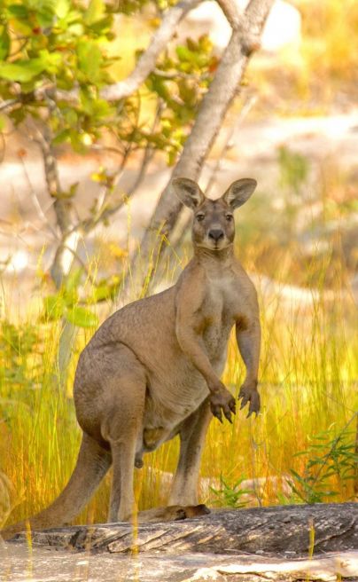 Lords Safaris Antilopine Kangaroo