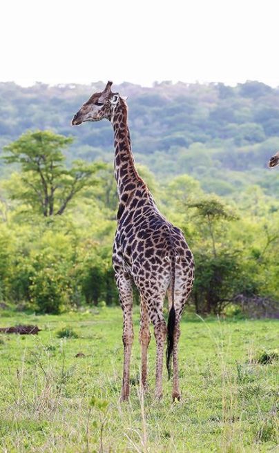Matetsi Victoria Falls Zimbabwe giraffe