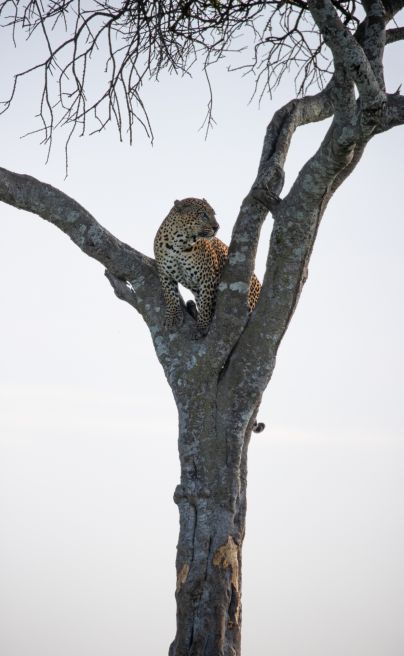 Salas Camp Maasai Mara Keith Ladzinski Niarra Travel leopard