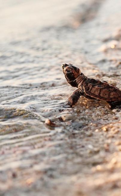 Fregate island conservation sea turtles 2