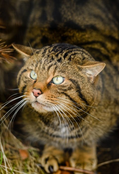 Alladale scottish wildcat