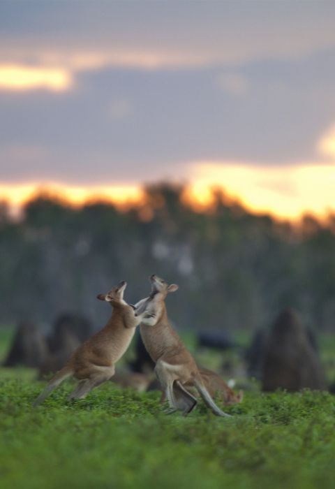 Bamurru Plains Australia 12