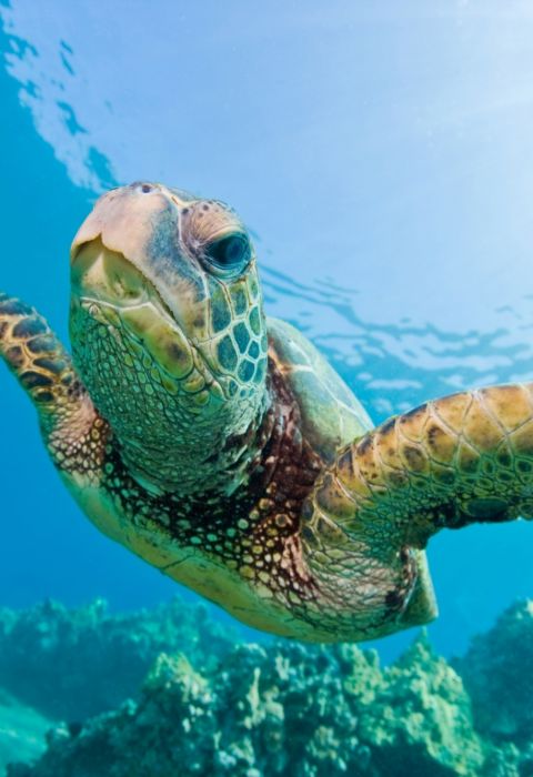 Denis Island Seychelles Sea turtle