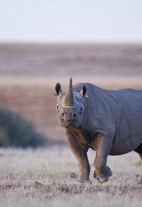 Desert Rhino Camp Namibia 11