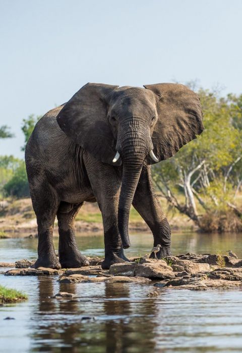 Toka Leya Camp Victoria Falls Livingstone 4