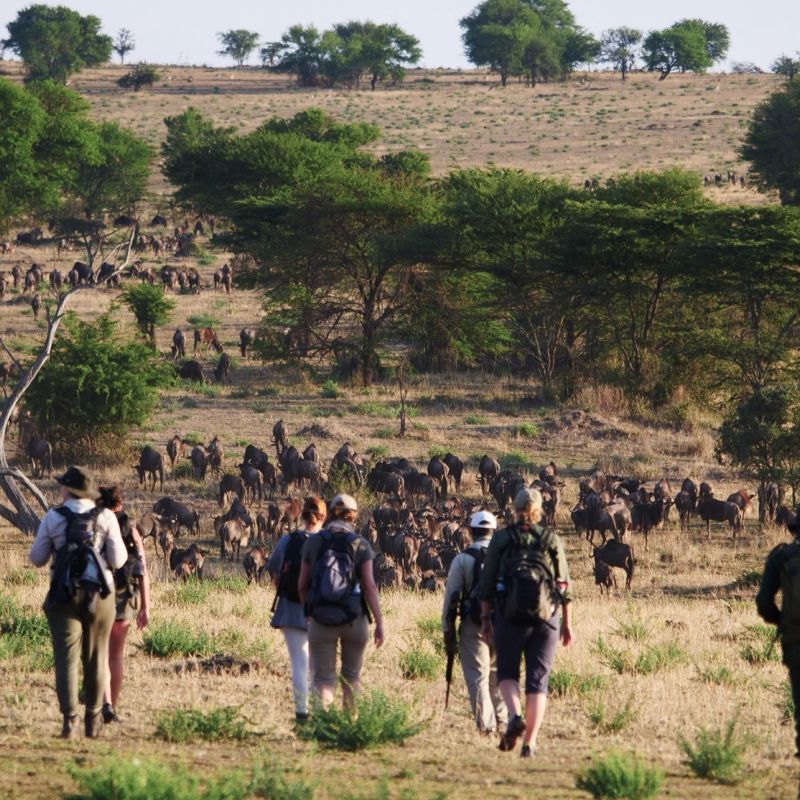Wayo Walking Safari Serengeti Tanzania 1