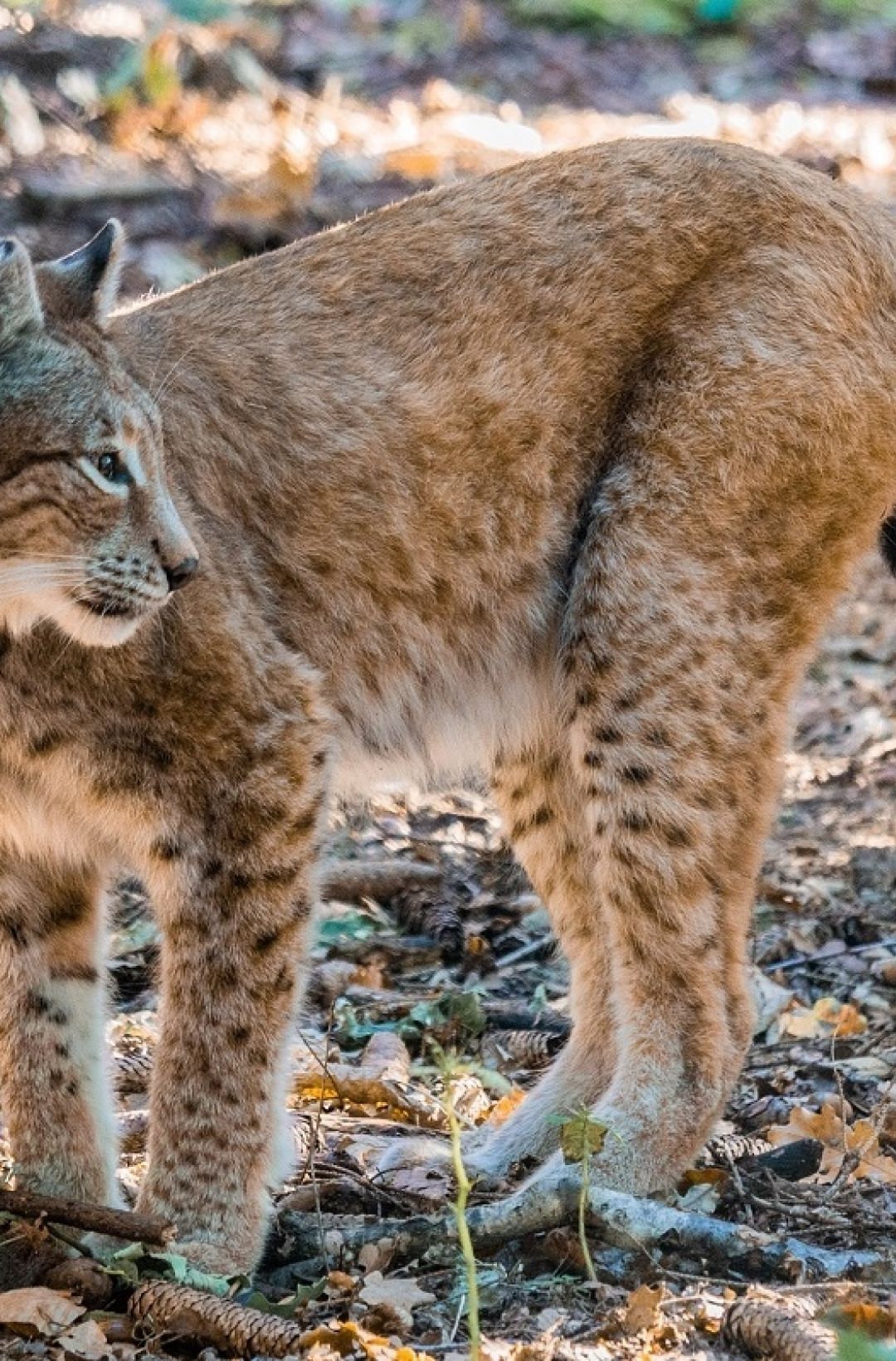 Lynx Mossy Earth