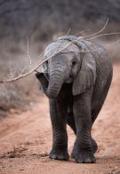 Kapama Southern Camp Kruger elephant