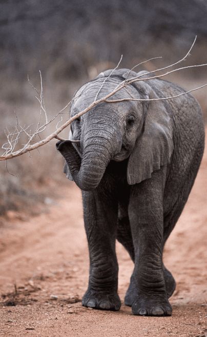 Kapama Southern Camp Kruger elephant