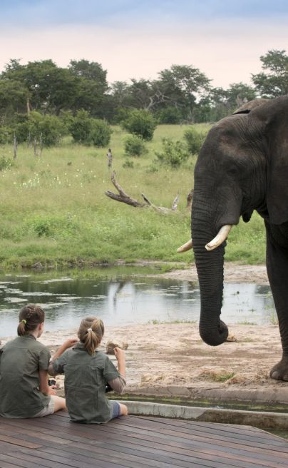 ABC Somalisa Acacia Hwange elephant experience