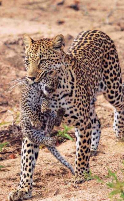 LH wild Leopard Cub Reece Verdoorn 728x1000
