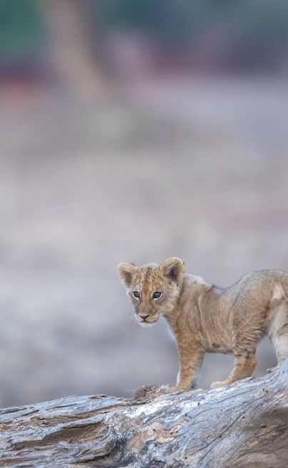Ruckomechi Camp Zimbabwe cub