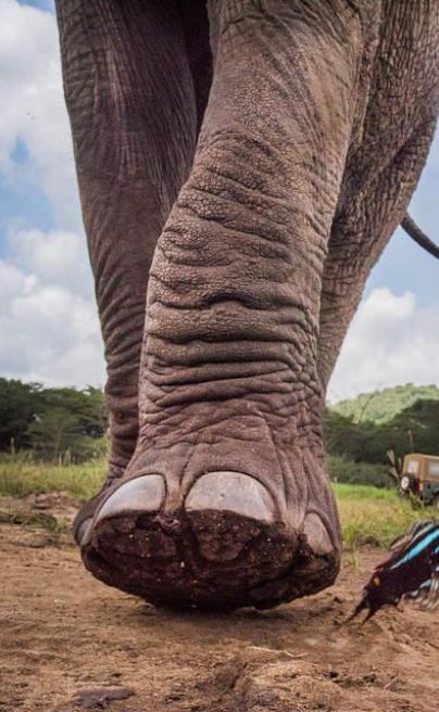 Umani Springs Kibwezi ele foot