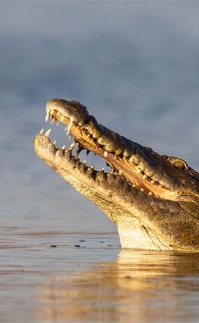 Usangu Expedition Camp TZ croc