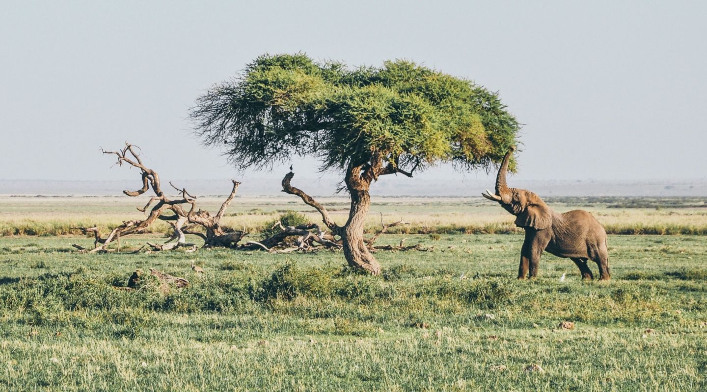 Elephant amboseli kenya