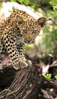 Ngala Tented Camp leopard