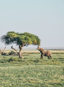 Elephant amboseli kenya