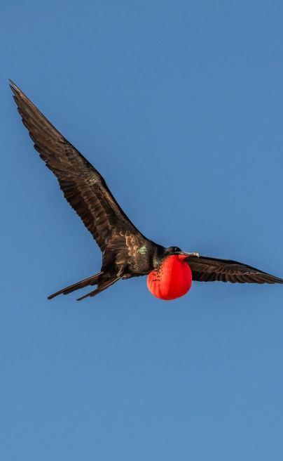 Frigatebirds in flight big 15 1