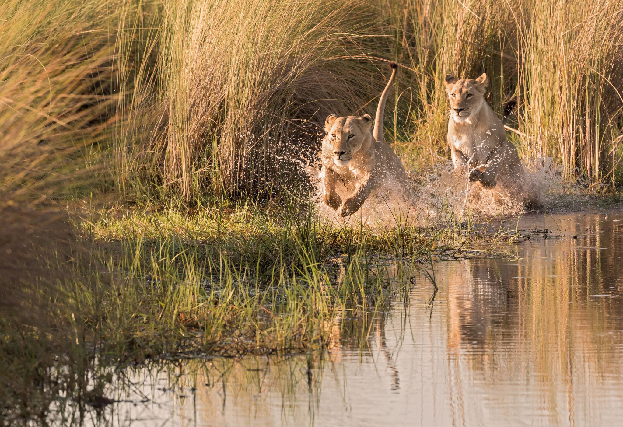 Two Lionesses Pouncing Through the Okavango Delta