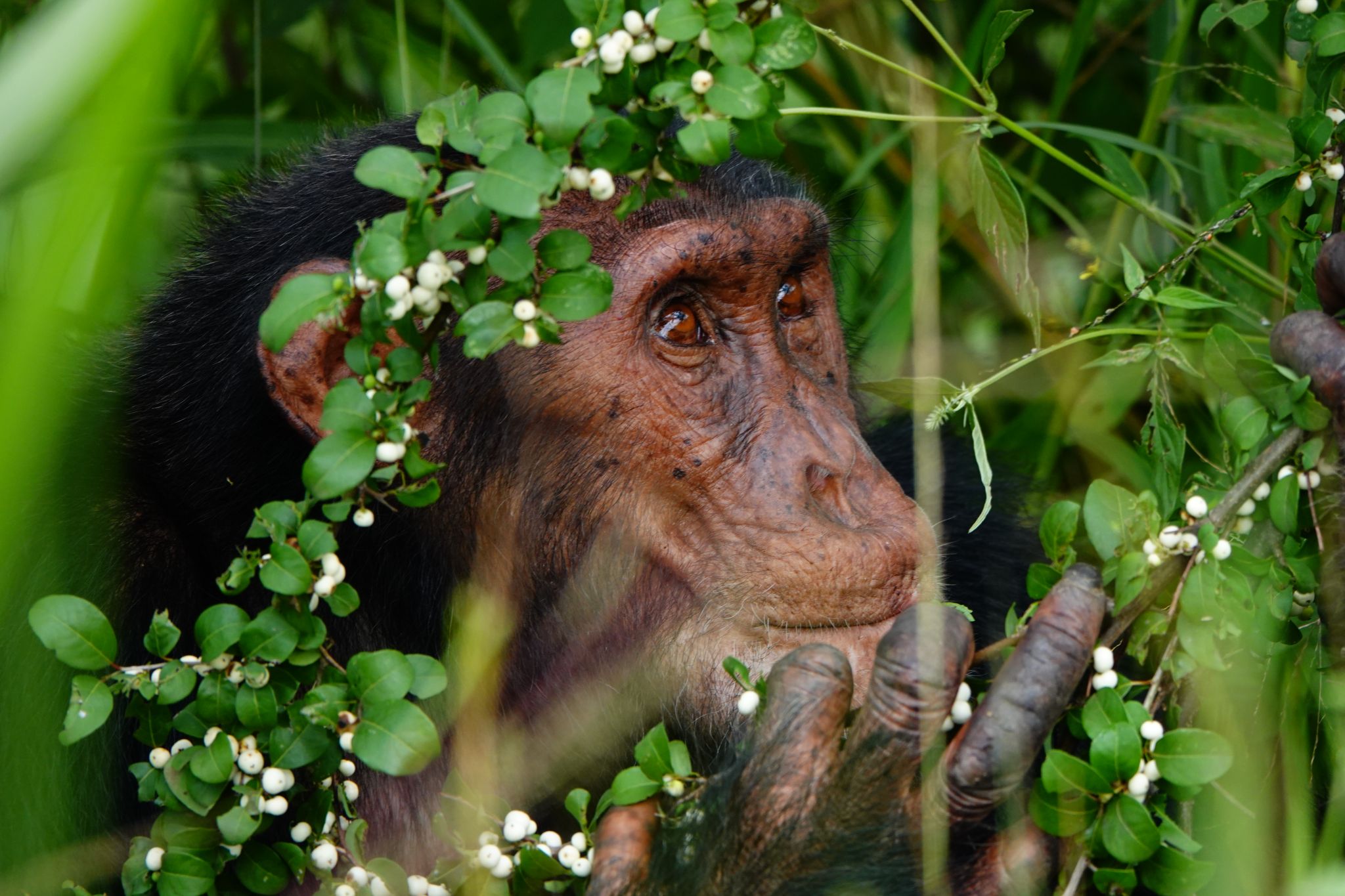 Chimpanzee 2 Uganda