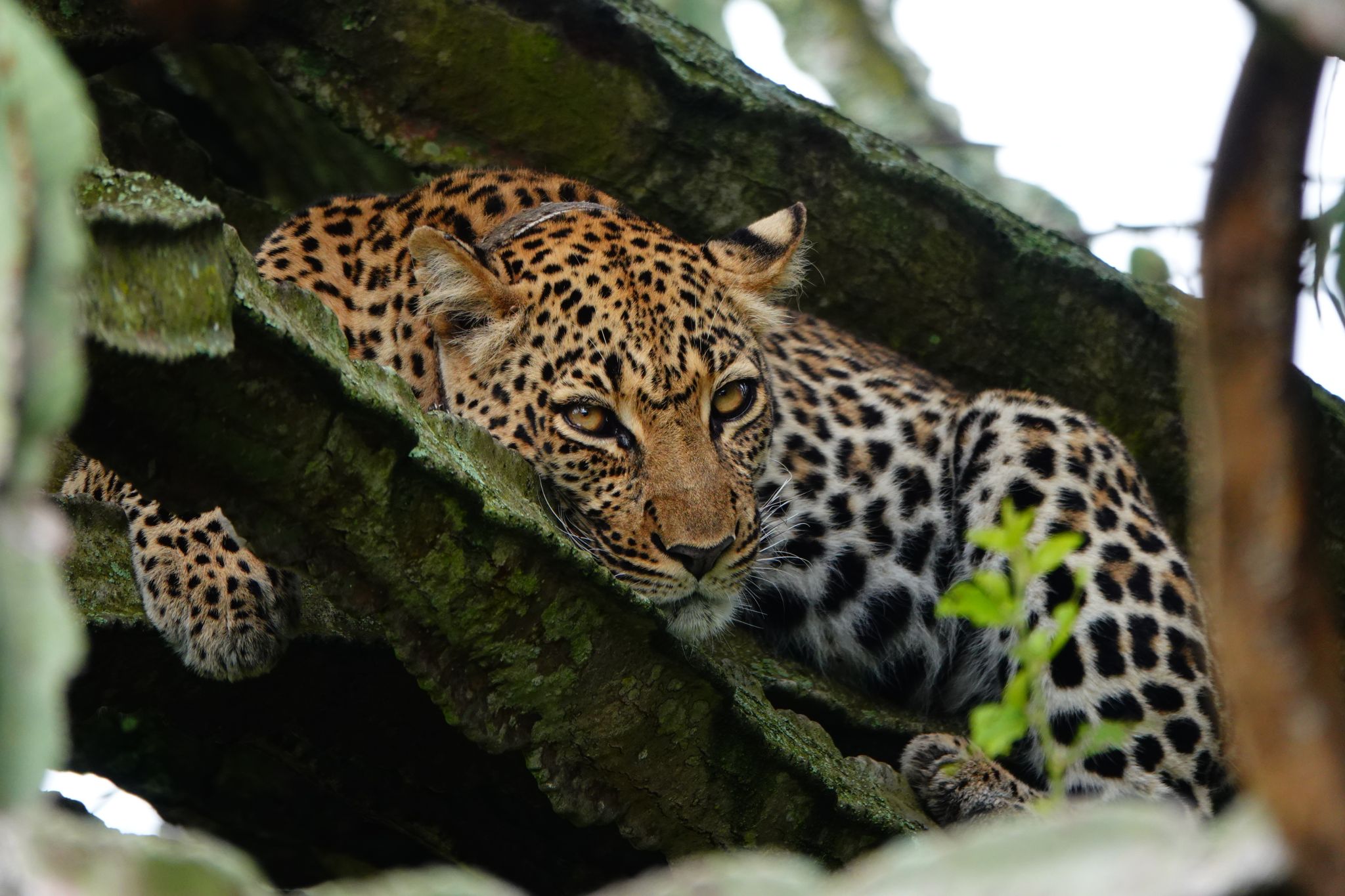 Leopard Queen Elizabeth Park Uganda