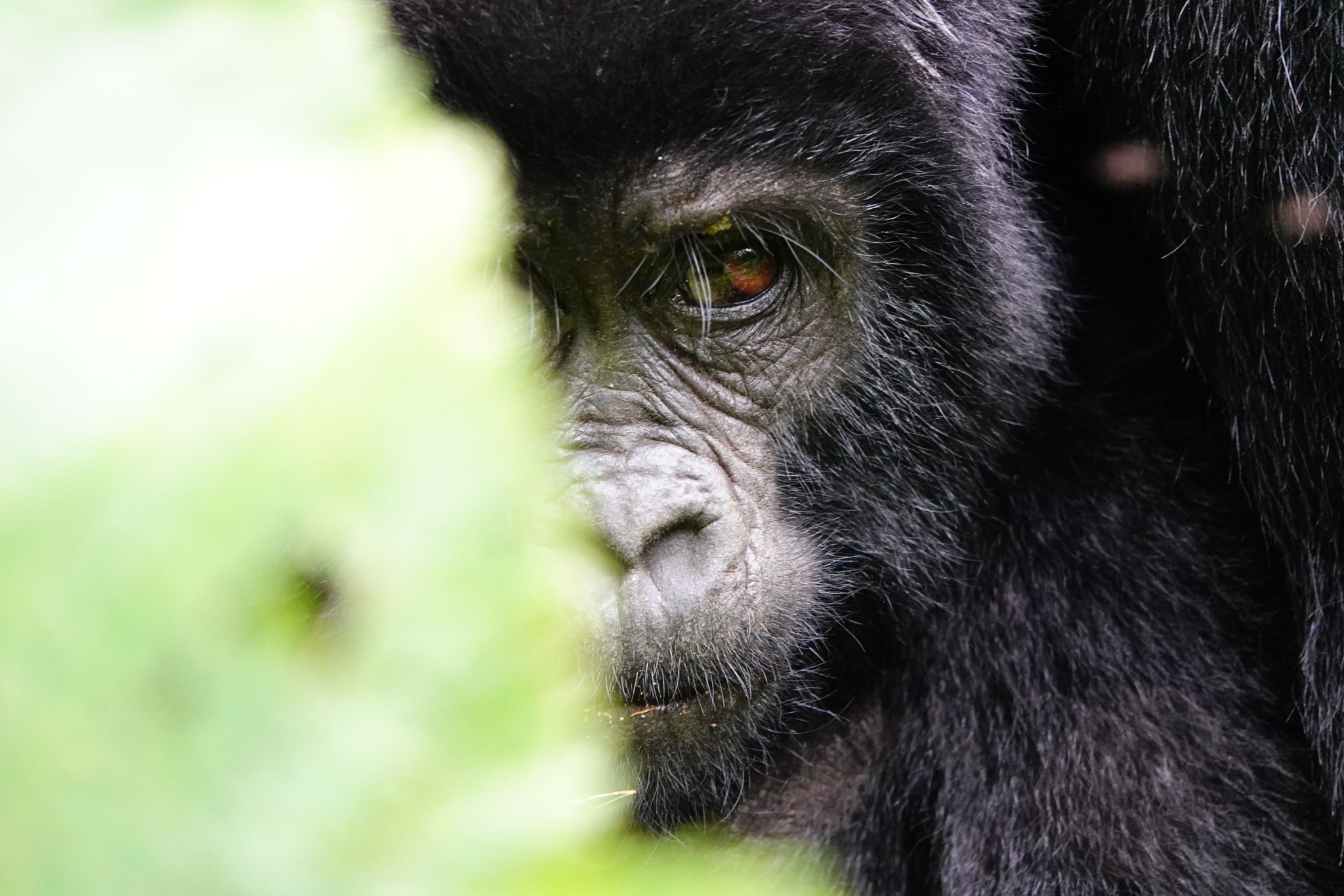 Gorilla1 Uganda