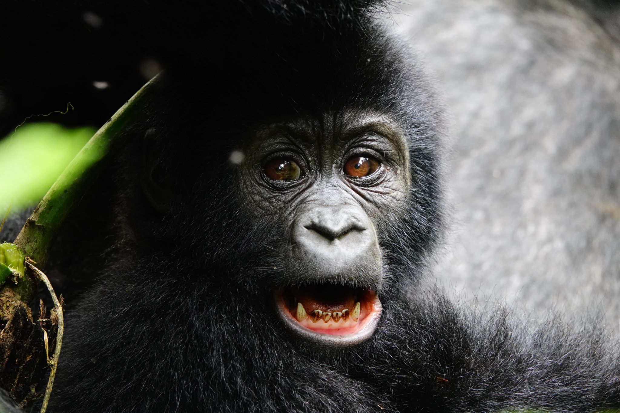 Young Gorilla 4 Uganda