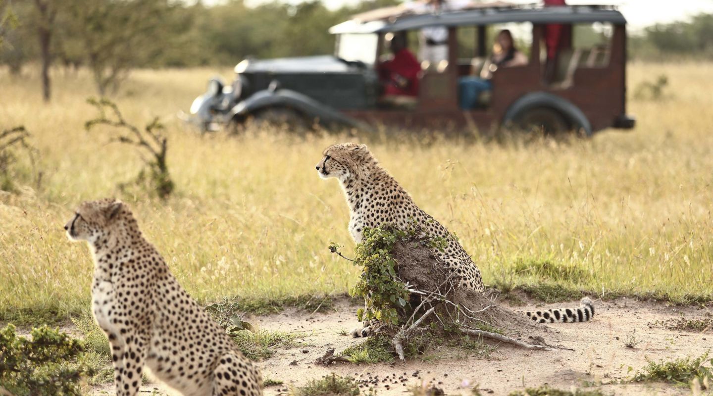 Cottar s Game Drive