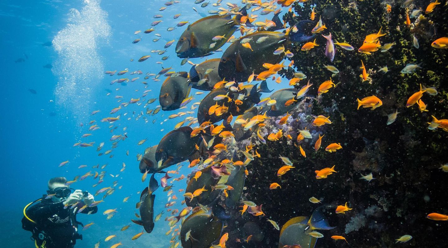 MARINE LIFE Azura Benguerra Island MZ diving