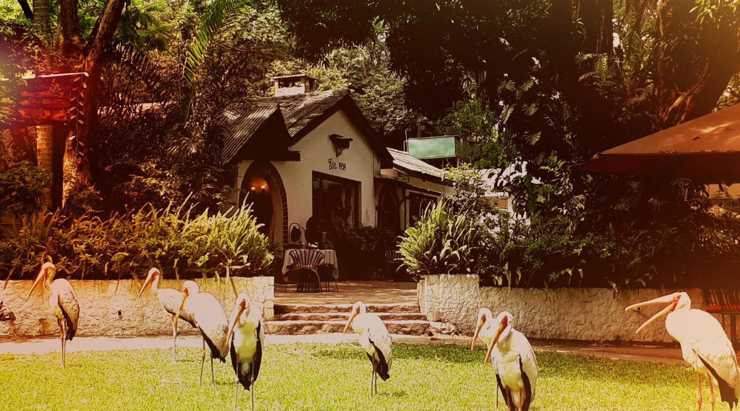 Mt Meru Game Lodge TZ Yellow Billed Storks