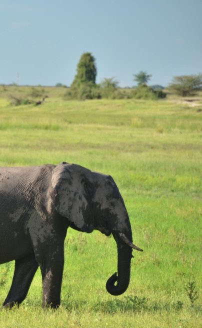 Ngoma Safari Lodge Chobe Reserve ele2
