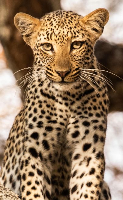 Amanzi lower zambezi leopard