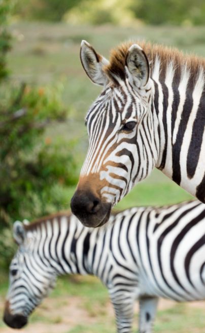 Basecamp Eagle View Mara Zebra