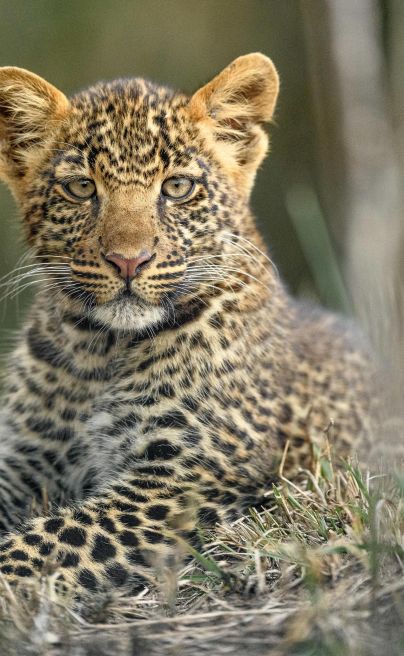 Entim Camp Maasai Mara leopard cub