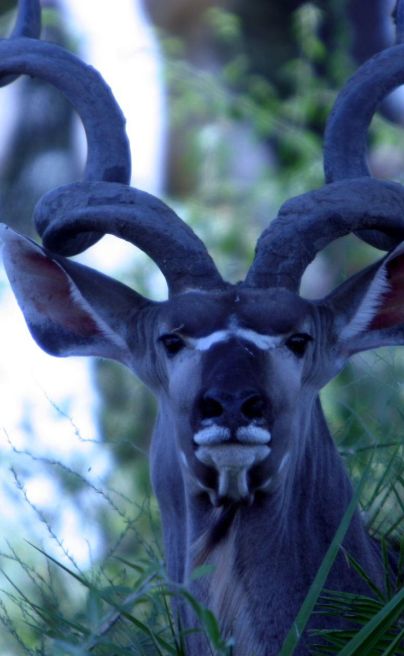 Golden Africa Safaris Botswana kudu