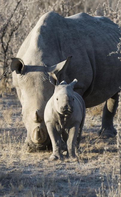 Little Ongave Namibia rhino