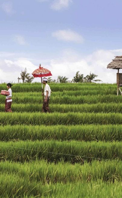 Novotel Bali rice paddies