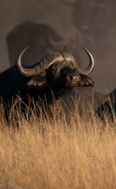 Sable Valley Lodge Hwange National Park buffalo