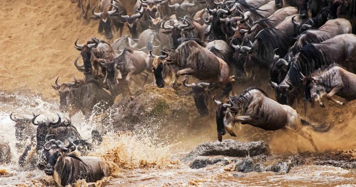 Niarra Travel  The Great Wildebeest Migration FAQ