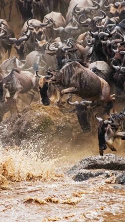 View of the great wildebeest migration safari from Angama Mara.