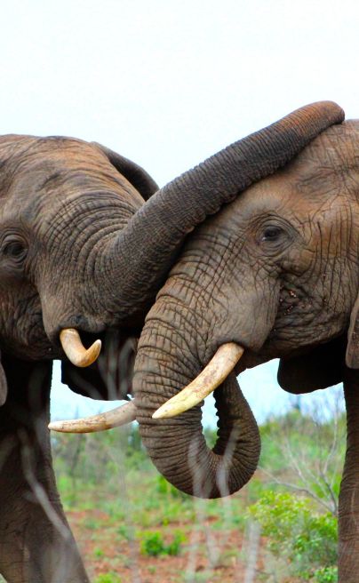 Phinda Vlei Elephants