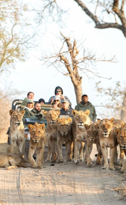 Royal Malewane Game Drive