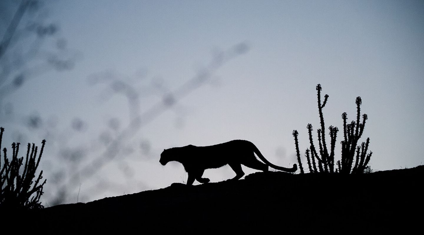 Sujan Jawai Leopard Camp Gallery Leopard