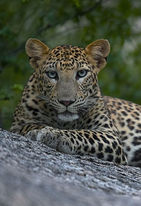 Sujan Jawai Leopard