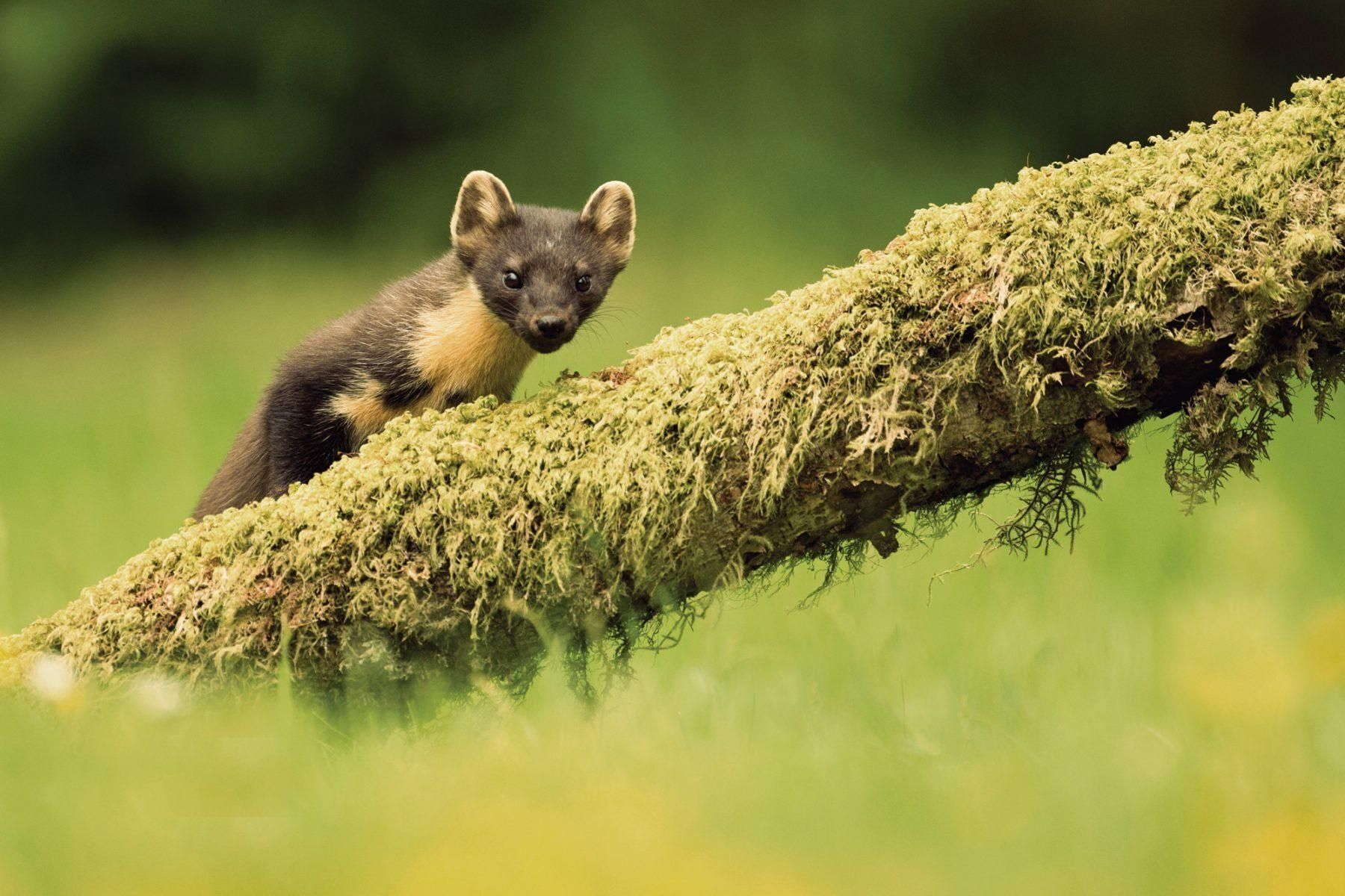 Pine Marten Alladale