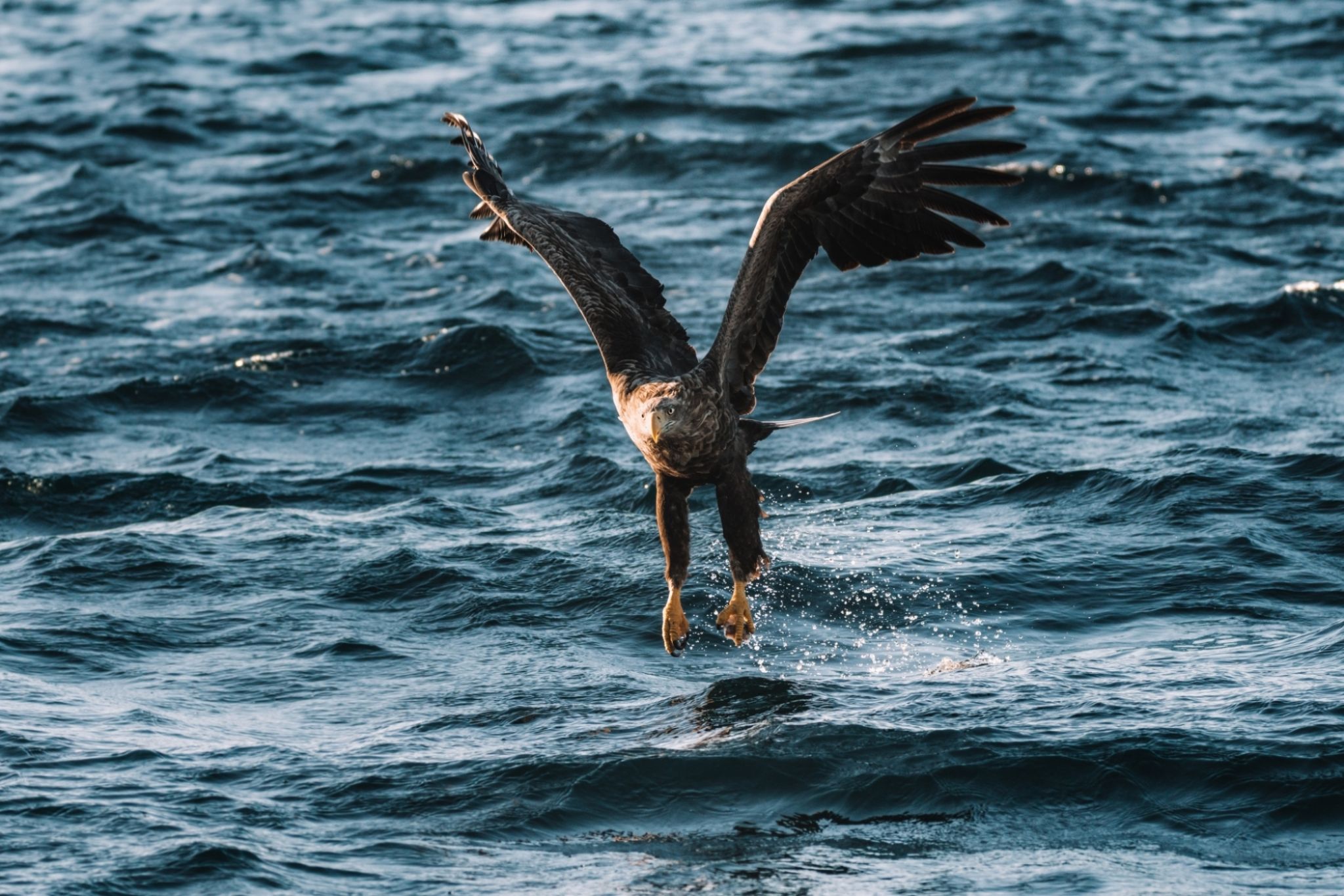 Federico di dio photography white tailed eagle unsplash