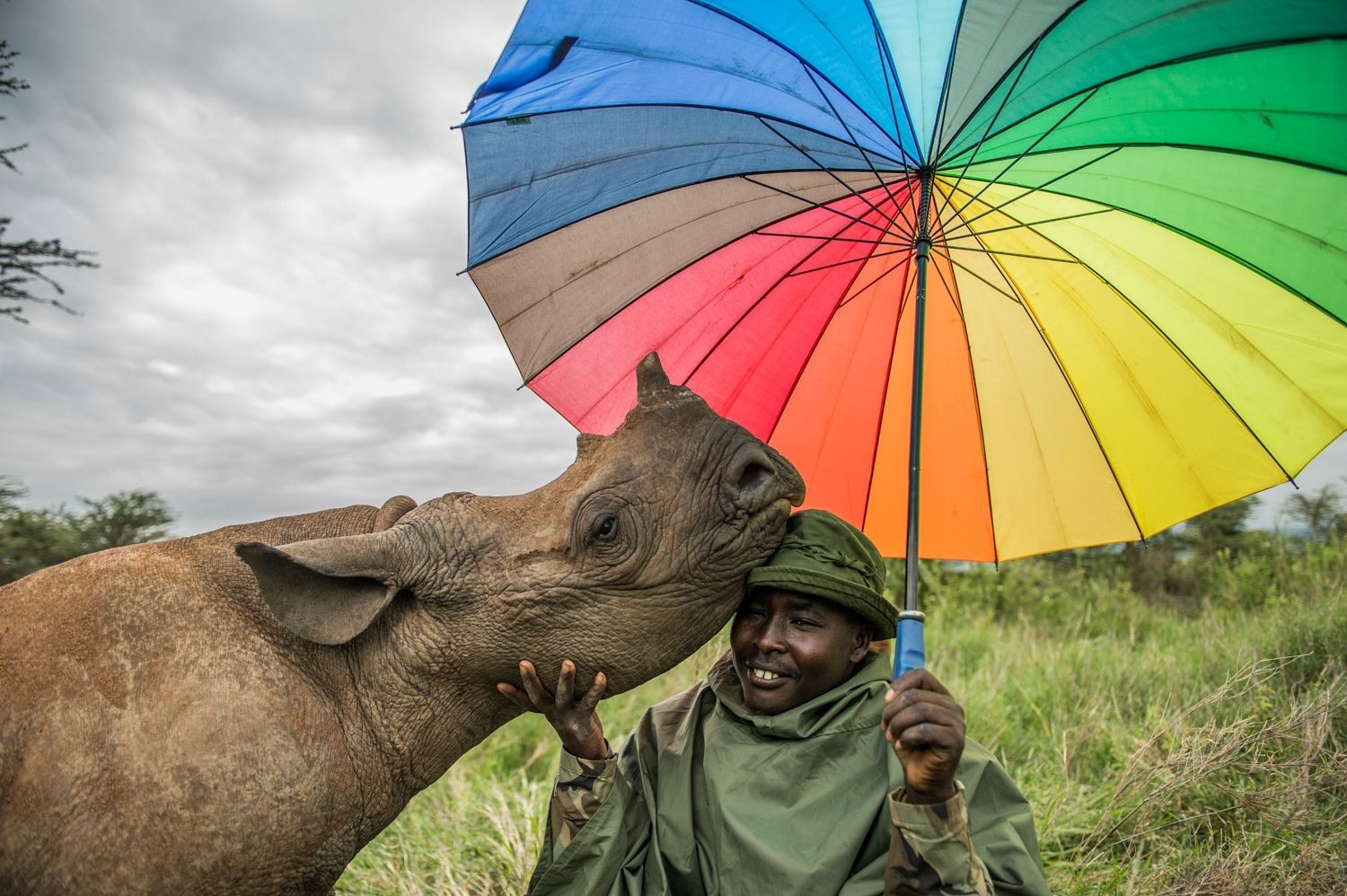 Lewa Kenya rhino conservation