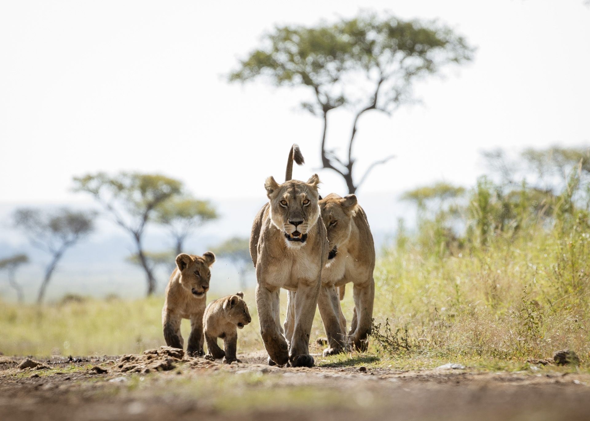 Angama mara lion family maasai