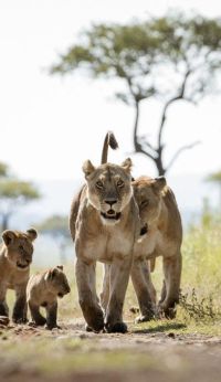 Angama mara lion family maasai
